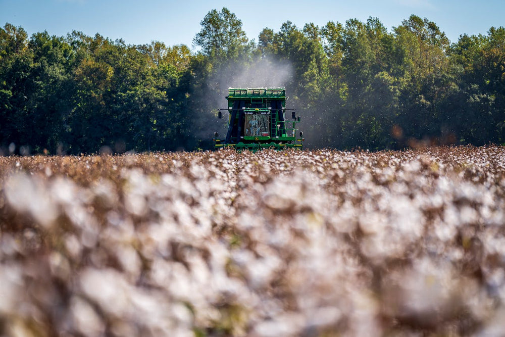 Doğal Olan Uzun Ömürlüdür: Pamuk Kumaşlar mı, Geri Dönüştürülmüş Kumaşlar mı?